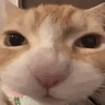 kittymunch animated Discord emote - Odd Asylum