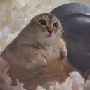A round, fluffy hamster sitting with a blank, dazed expression on its face.