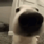 A close-up of a white dog's nose filling the frame as it sniffs the camera lens.