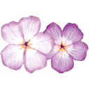 Two delicate light purple flowers with five petals each arranged side by side.