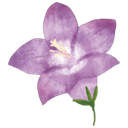lilypink Discord sticker | ☾ Intertwined | Social ☽