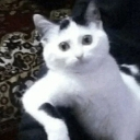 A white and black cat looking directly at the camera with a wide-eyed, worried, and confused expression.