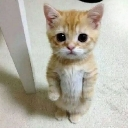 A small ginger kitten stands on its hind legs looking directly at the camera with large, wide, pleading eyes.