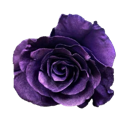 Purple rose flower in full bloom with dark, velvety petals.