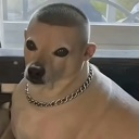 A dog with a buzzcut hairstyle and a silver chain necklace looking directly at the camera.