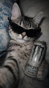 A tabby cat wearing dark sunglasses holds an energy drink can.