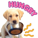 A golden puppy holding a metal food bowl in its mouth with the word HUNGRY in pink text above.