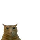 Ginger cat looking directly forward with a blank, judgmental expression.