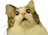 scaredcat