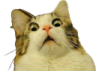 A cat with wide, dilated pupils and an open mouth looking shocked.