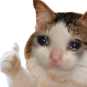 :catok: