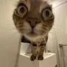 catstare