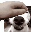 PatWiz animated Discord emote - Homies