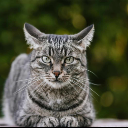 :Meows: