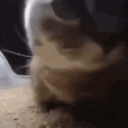 cat_chipichipichapachapa animated GIF emoji - Rosarium | • Social • Friendly • Chat • Emojis