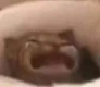 A blurry, brown and white cat with its mouth wide open in a distressed, screaming expression.