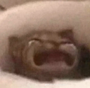 140_20cry custom emote - Pheromone oasis