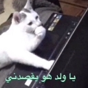 A white cat with gray spots stares intently at a laptop screen with a paw near its mouth.