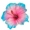 Hibiscus flower with pink petals fading into blue edges.