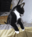 143_20dance animated Discord emote - Pheromone oasis