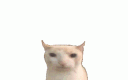 A white cat with a blank expression that progressively bursts into flames across four stages.