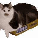 A fluffy black and white cat sitting snugly inside a small cardboard box.