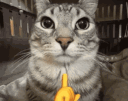 A tabby cat in a four-panel sequence interacting with yellow hand emojis, including a shush gesture and pointing fingers.