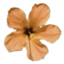 :j_4111pumpkinflower: