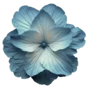 :k_2goblinflower:
