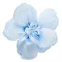 :k_4trollflower:
