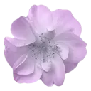 :k_51witchflower: