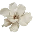 :k_8scarecrowflower: