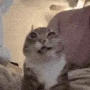 catdrool