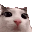 A close-up of a white and gray cat with large, dark, dilated eyes looking directly at the camera with a blank expression.
