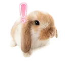bun