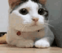 hnsCatnoOwO animated Discord emote | kismat™ | Socialize • Voice Calls • Events Friendly • community