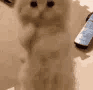 pls animated GIF emoji from kismat™ | Socialize • Voice Calls • Events Friendly • community