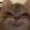 Cat face with a blurry, squinting, and smug expression.