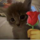 A fluffy gray kitten with large eyes holding a red rose emoji in a cartoon hand.