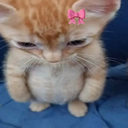 A small ginger kitten looking down with a sad expression, wearing a small pink bow on its head.