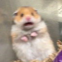 A blurry hamster with wide eyes and an open mouth looking extremely panicked.