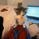 A small gray and white kitten stands on its hind legs with its front paws raised in a boxing pose.