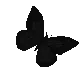 n_black