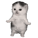 kitty_wiggle animated Discord emote from kismat™ | Socialize • Voice Calls • Events Friendly • community