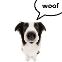 A black and white dog with a distorted fisheye look has a speech bubble above its head that says woof.