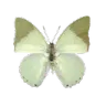 :4_greenbutterfly: