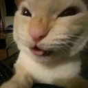 Cat with squinted eyes and a scrunched face looking skeptical.