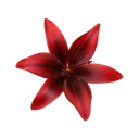 redflower1 custom emote from Scarlett Johansson