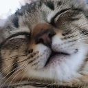 cat_sleep_max Discord emoji