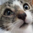 cat_pleading_justin Discord emoji